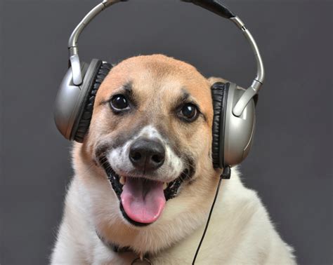 Can Dogs Like Music? An Insightful Exploration into the Dog-Music Connection